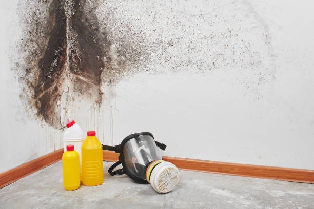 Best Commercial Mold Remediation in Nokesville, VA