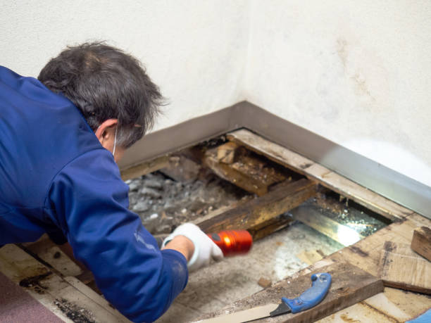 Nokesville, VA Mold Remediation Company