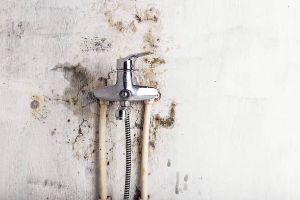 Best Emergency Mold Remediation in Nokesville, VA
