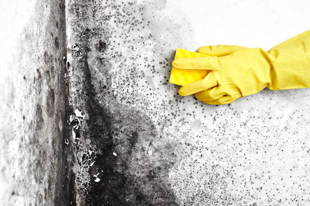 Best Industrial Mold Remediation in Nokesville, VA
