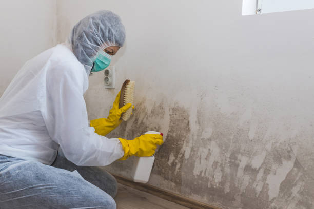 Best Bathroom Mold Remediation in Nokesville, VA