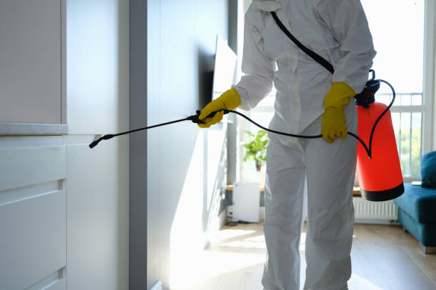Best Post-Flood Mold Remediation in Nokesville, VA