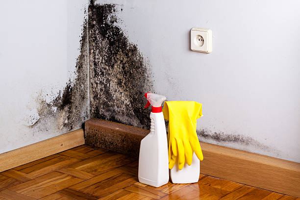 Best Preventive Mold Services in Nokesville, VA