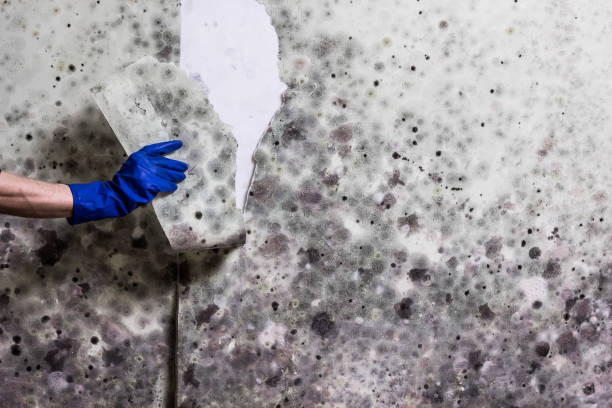 Best Basement Mold Remediation in Nokesville, VA